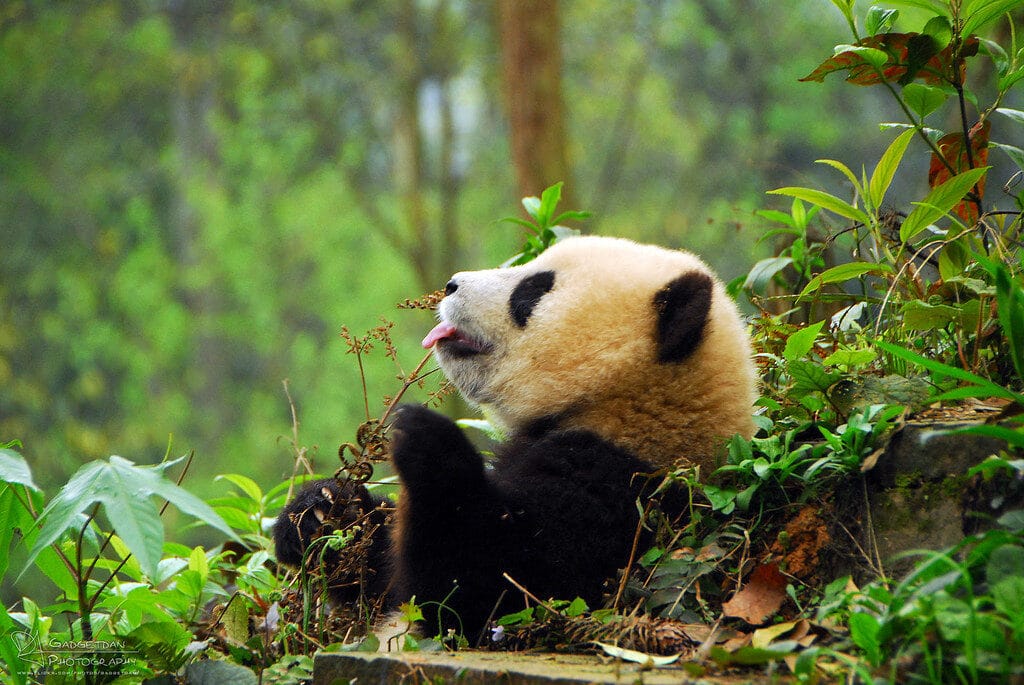 Ya'An Bifengxia Panda Base: Complete Visitor Guide