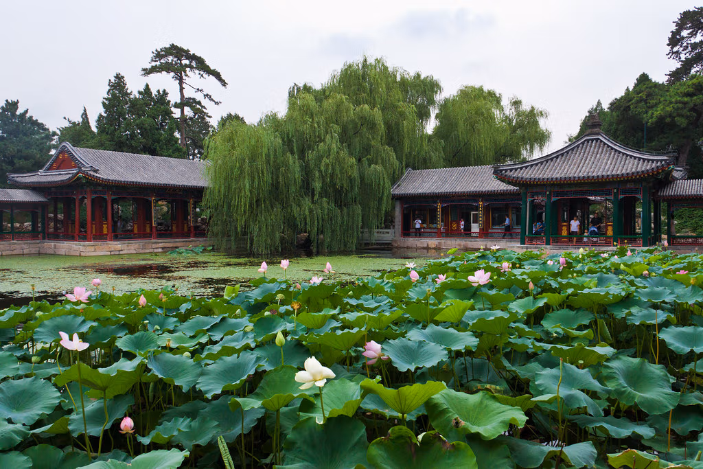 Chinese Flowers: A Complete Travel Guide To China'S Most Beautiful Blooms 9 Chinese Flowers: A Complete Travel Guide To China'S Most Beautiful Blooms