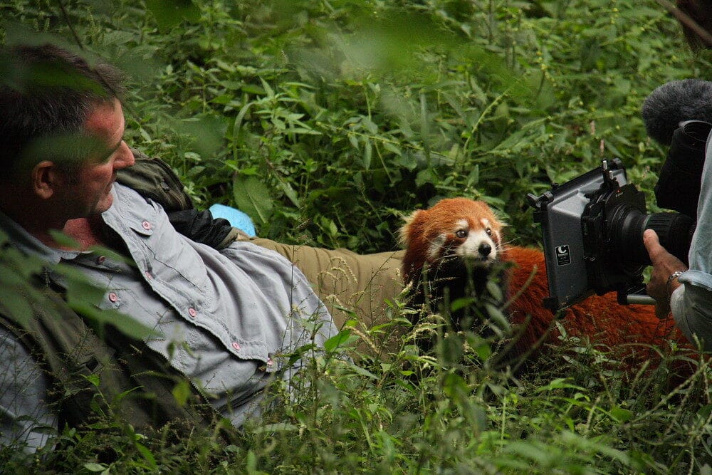 Chengdu Panda Base Guide: Tickets, Routes &Amp; What We Tell Our Clients 5 Chengdu Panda Base Guide: Tickets, Routes &Amp; What We Tell Our Clients