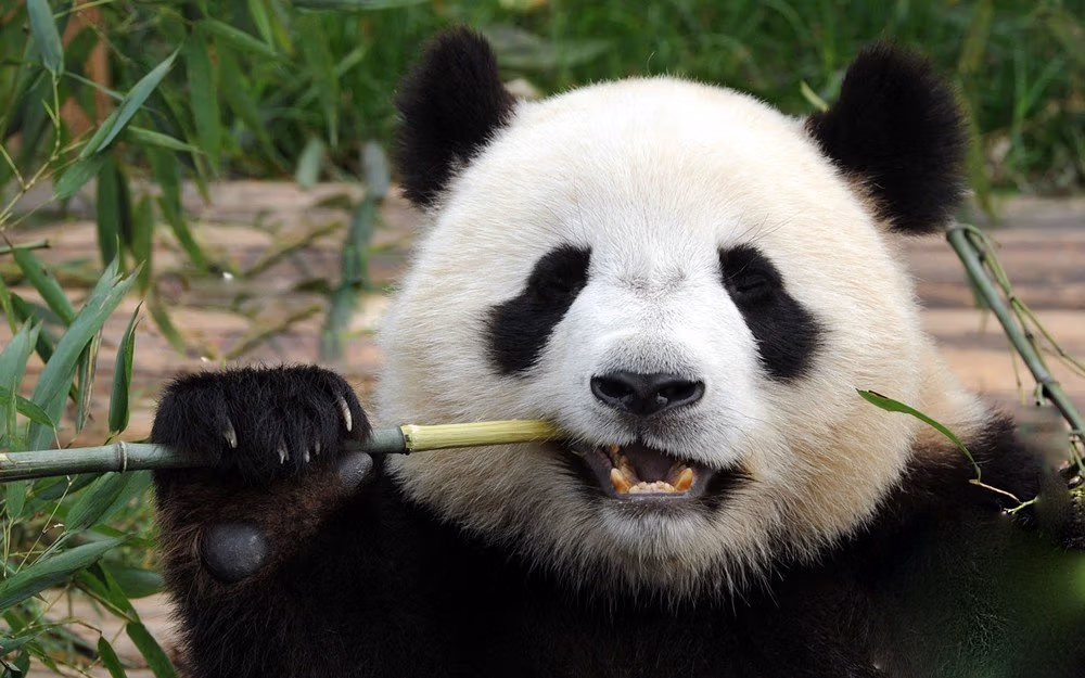 Sichuan Tour Guide 1 Chengdu Panda Breeding And Research Base