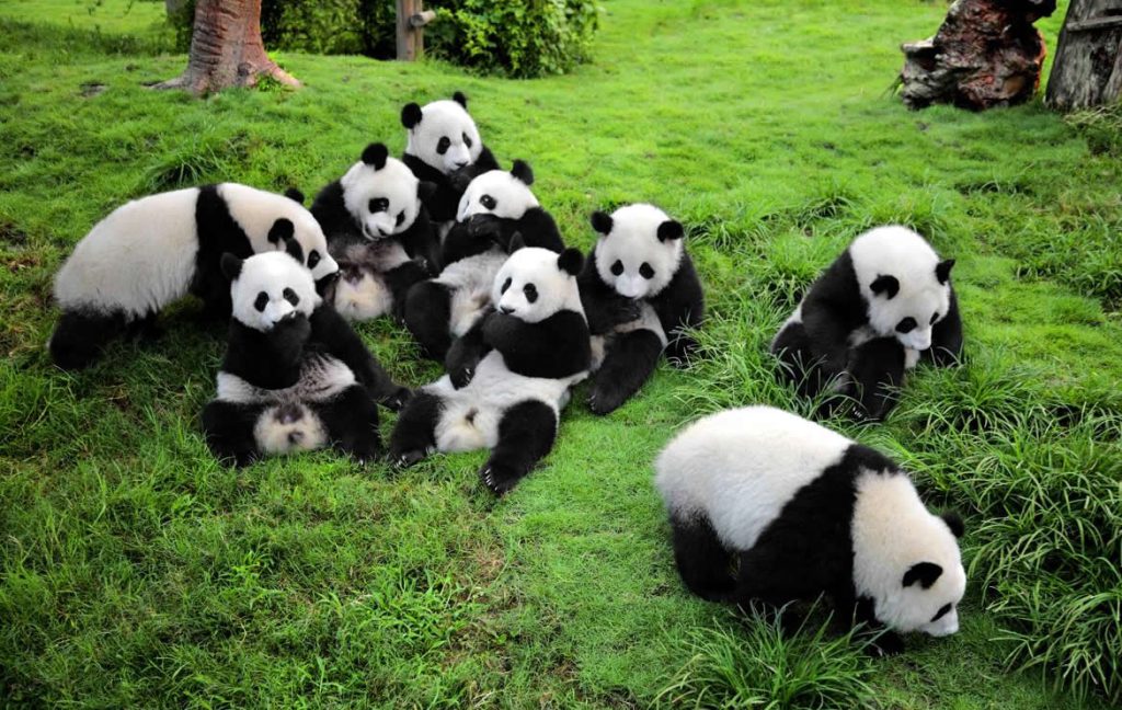 China Attractions 51 Sichuan Wolong National Panda Natural Reserve