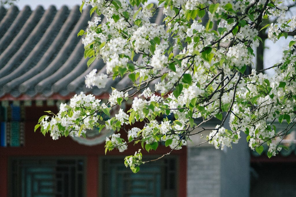 Best Time To Visit Beijing: An Honest Month-By-Month Guide 9 Best Time To Visit Beijing: An Honest Month-By-Month Guide