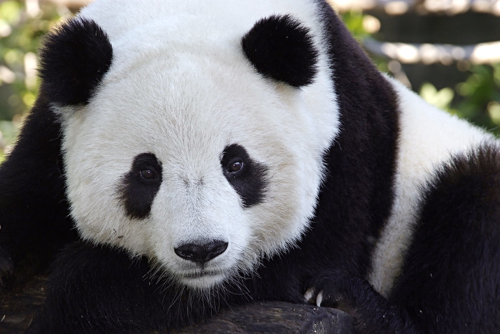 Chengdu Panda Bases Guide: Which One Should You Visit? 8 Chengdu Panda Bases Guide: Which One Should You Visit?