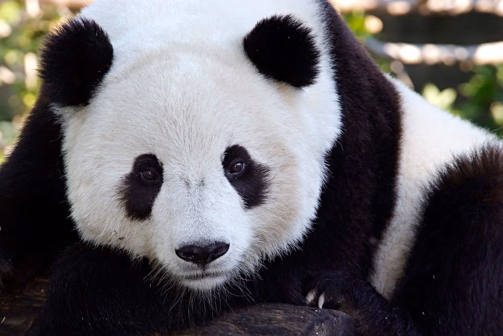 Chengdu Panda Bases Guide: Which One Should You Visit? 11 Chengdu Panda Bases Guide: Which One Should You Visit?