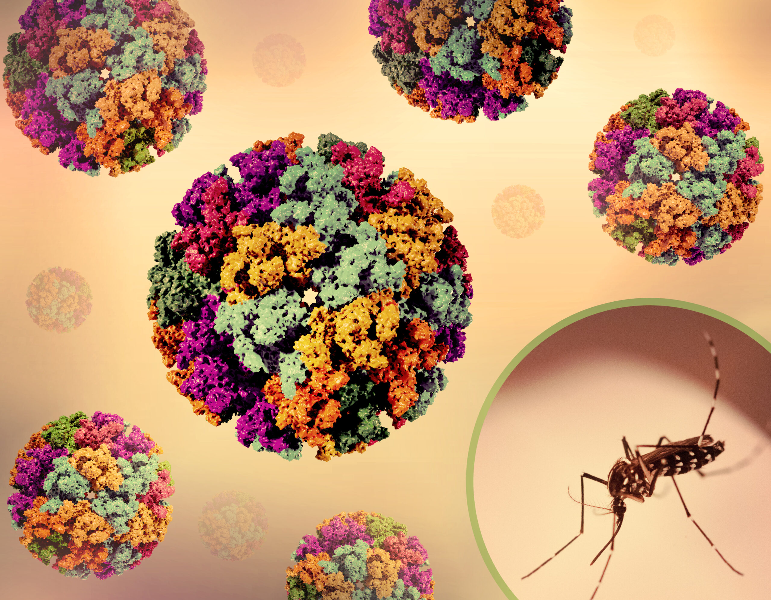 Chikungunya Virus In China: Essential Safety Guide For Travelers 13 Chikungunya Virus In China: Essential Safety Guide For Travelers