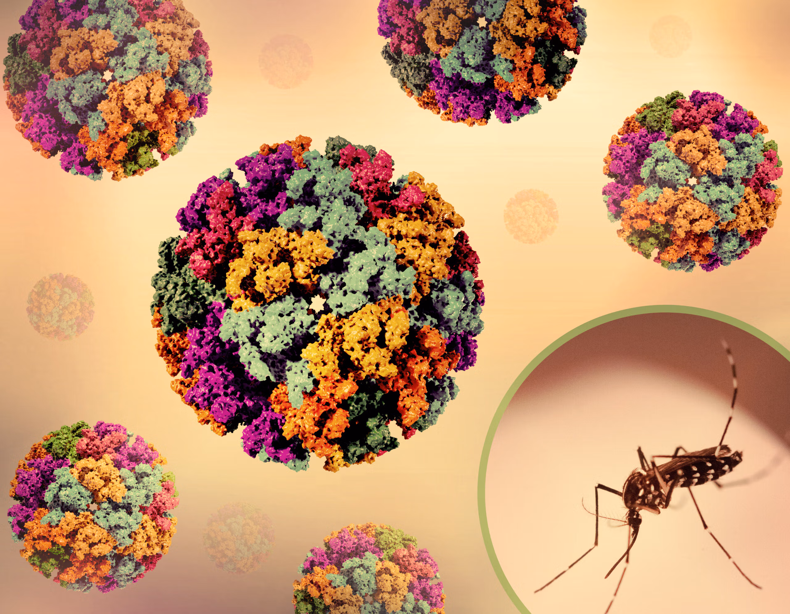 Chikungunya Virus In China: Essential Safety Guide For Travelers 13 Chikungunya Virus In China: Essential Safety Guide For Travelers
