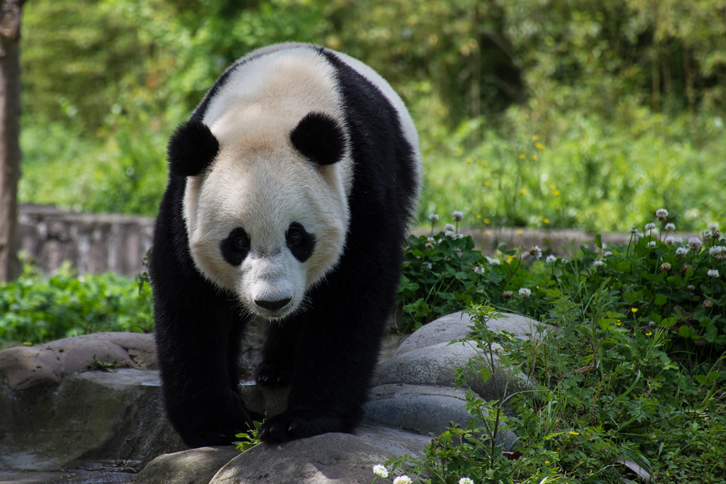 Chengdu Panda Bases Guide: Which One Should You Visit? 3 Chengdu Panda Bases Guide: Which One Should You Visit?