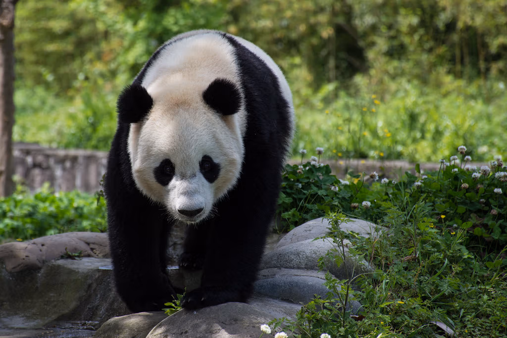 Dujiangyan Panda Base Vs Panda Valley: Complete Guide