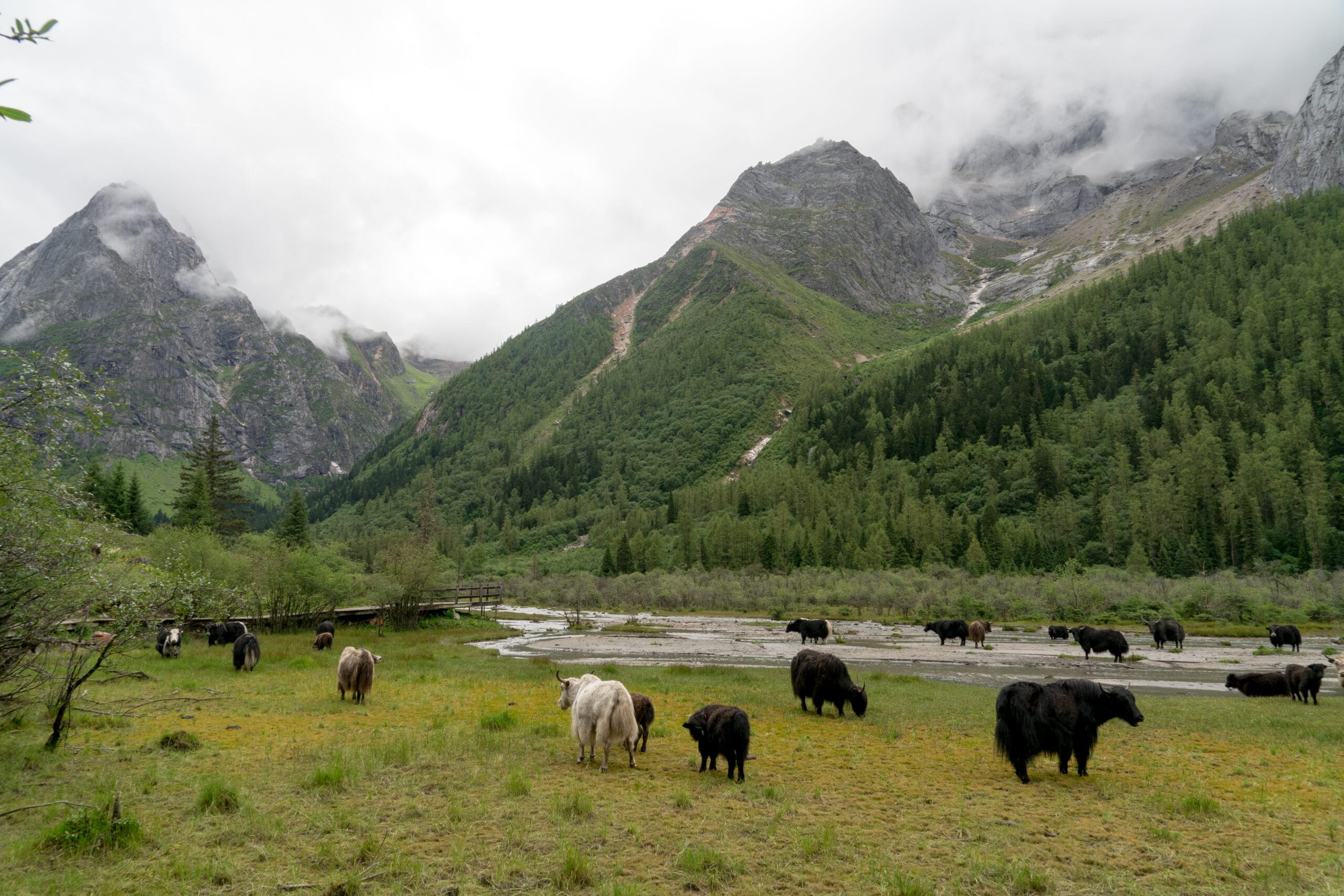 Wolong Panda Reserve (Shenshuping Base): Aio Guide