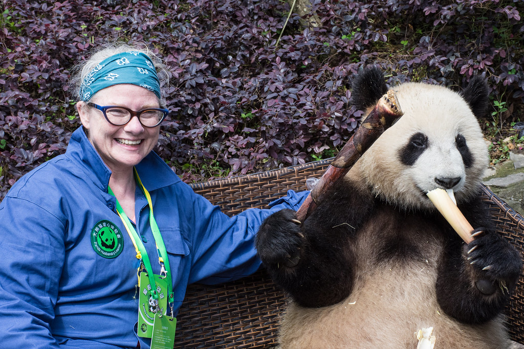 Chengdu Panda Bases Guide: Which One Should You Visit? 6 Chengdu Panda Bases Guide: Which One Should You Visit?