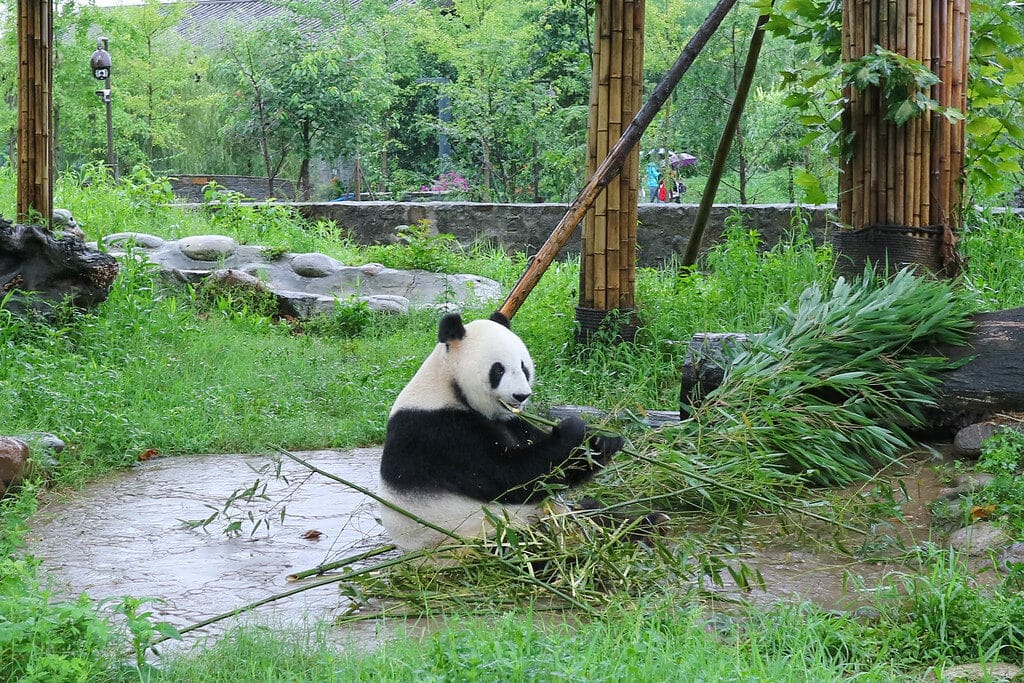 Dujiangyan Panda Base (China Giant Panda Garden): Visitor Guide 13 Dujiangyan Panda Base (China Giant Panda Garden): Visitor Guide