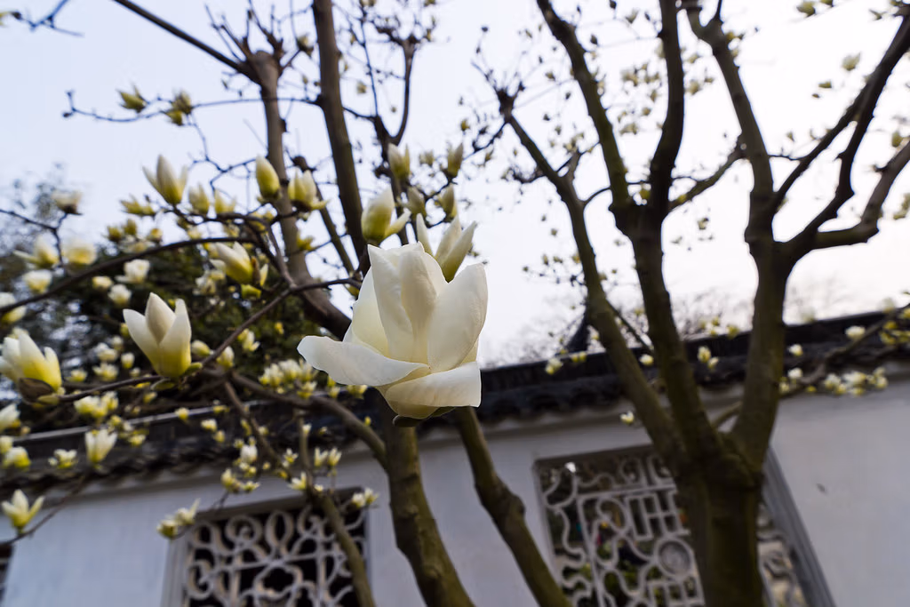 Chinese Flowers: A Complete Travel Guide To China'S Most Beautiful Blooms 12 Chinese Flowers: A Complete Travel Guide To China'S Most Beautiful Blooms