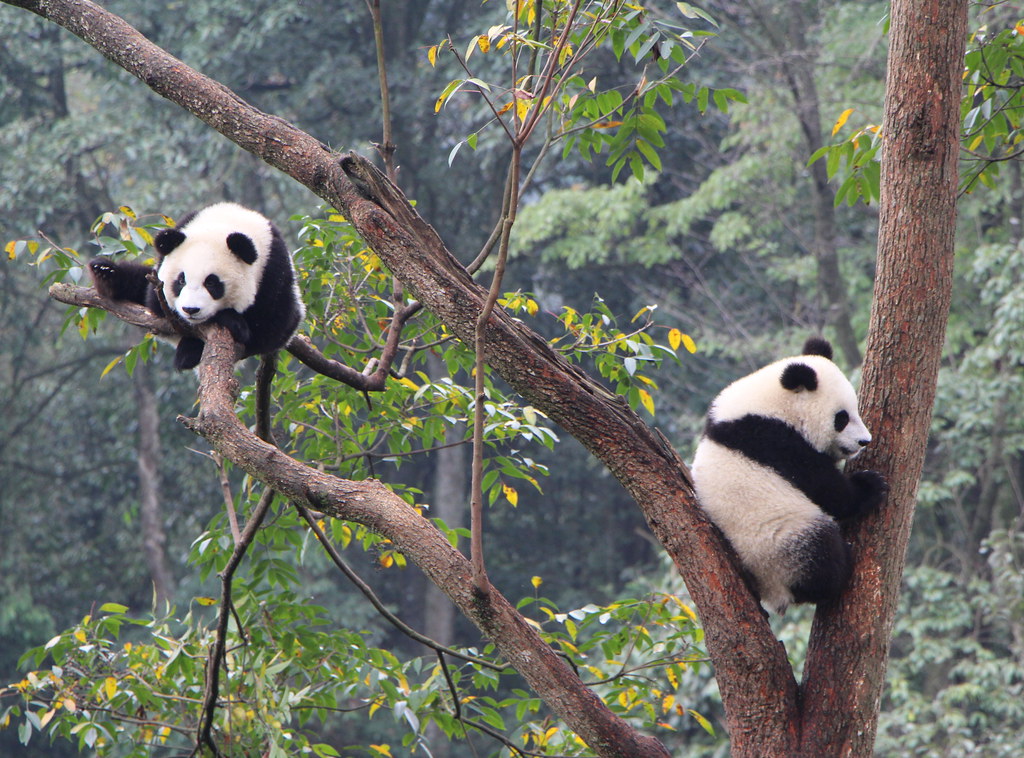 Chengdu Panda Bases Guide: Which One Should You Visit? 5 Chengdu Panda Bases Guide: Which One Should You Visit?