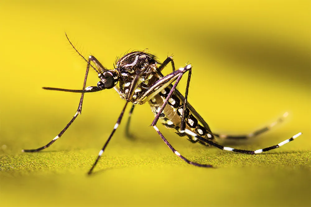 Chikungunya Virus In China: Essential Safety Guide For Travelers