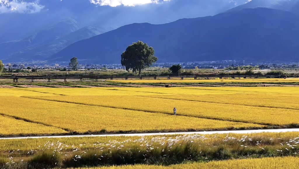 Autumn In Xizhou Ancient Town Wheat Fields