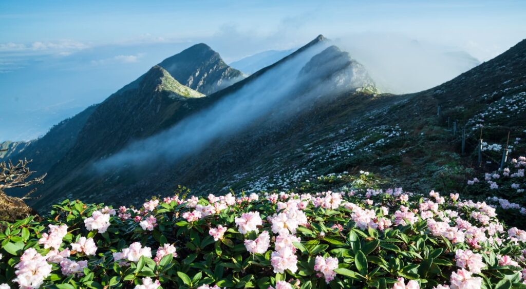 Cangshan Mountain, Dali: Complete Visitor Guide 10 Azalea And Cangshan Mountain