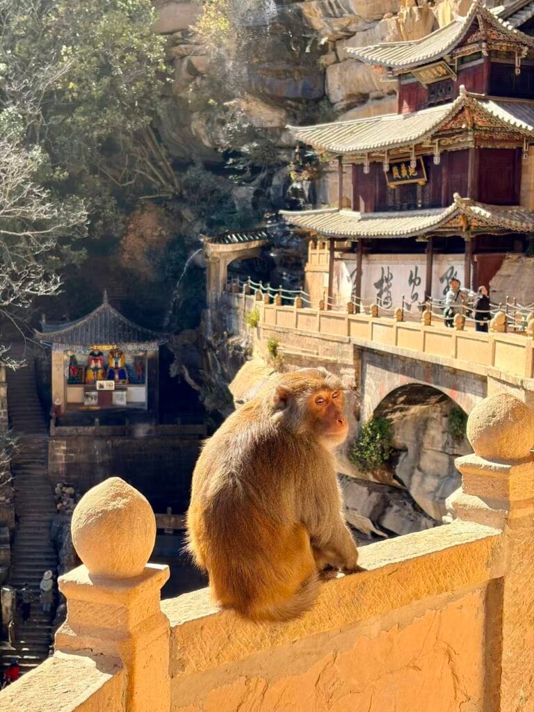Baoxiang Temple - Monkey