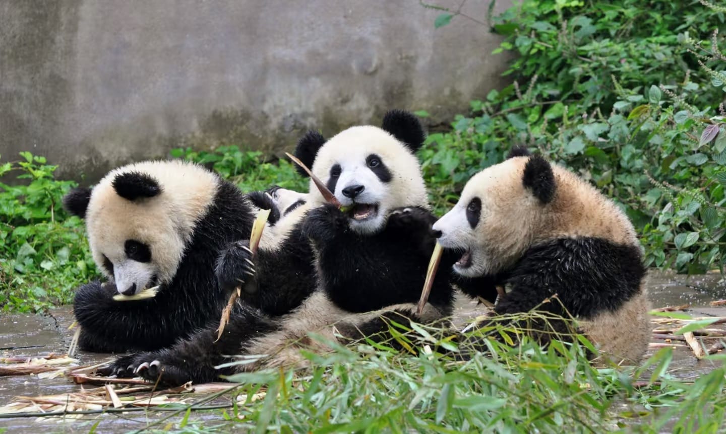 Pandas Miaoyin, Feiyun, And Caitao Are At The Bifengxia Panda Kindergarten.