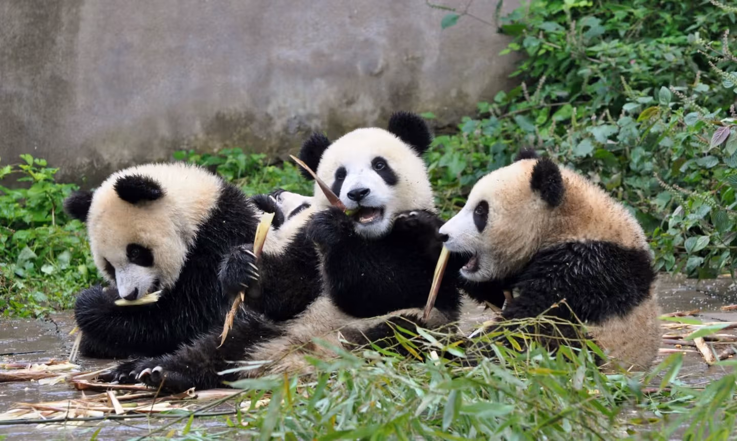 Chengdu Panda Bases Guide: Which One Should You Visit? 10 Pandas Miaoyin, Feiyun, And Caitao Are At The Bifengxia Panda Kindergarten.