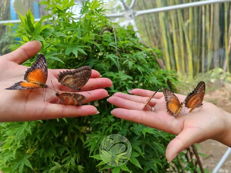 Dali Butterfly Spring: Tickets, Shows And Whether It'S Worth Your Time 3 Butterfly Spring, Butterfly World