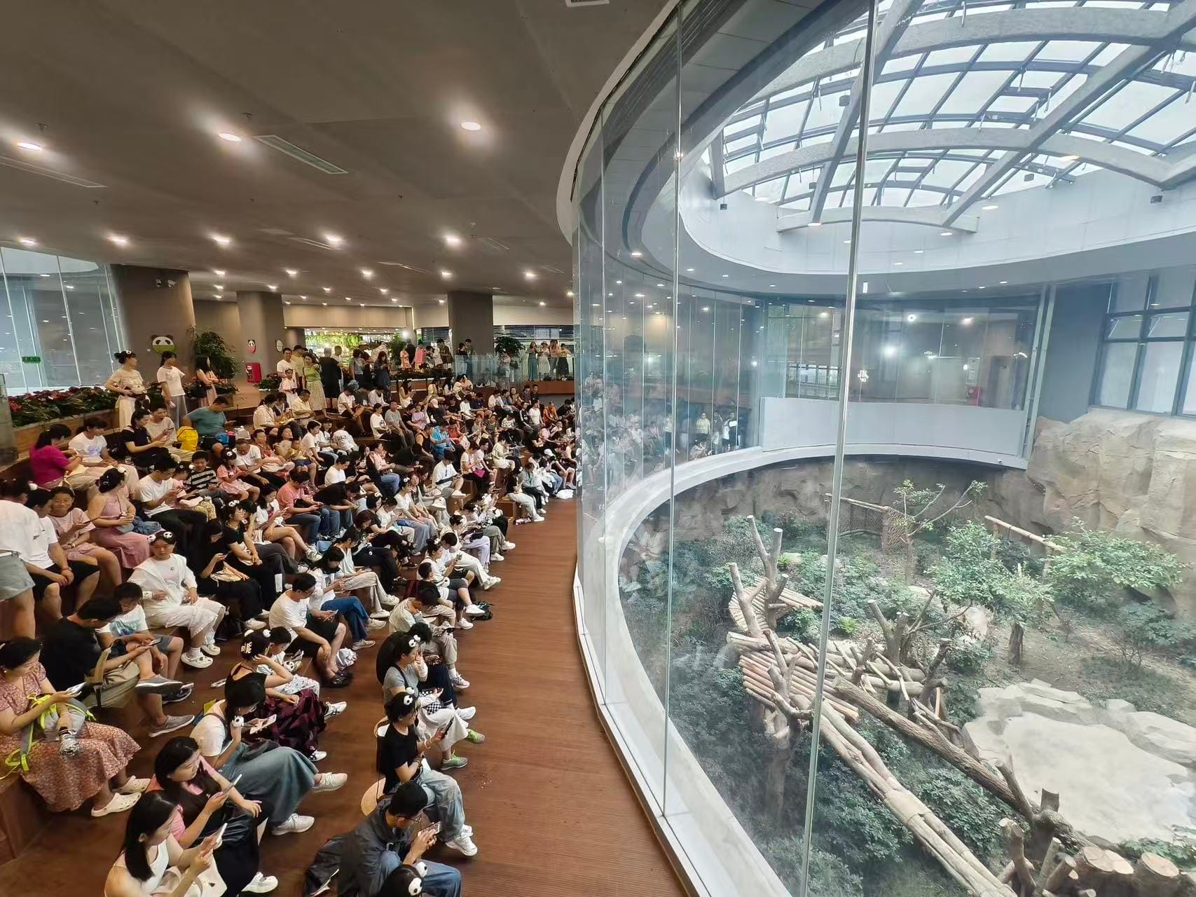 Chengdu Panda Base Guide: Tickets, Routes &Amp; What We Tell Our Clients 9 Chengdu Panda Base - Star Nursery