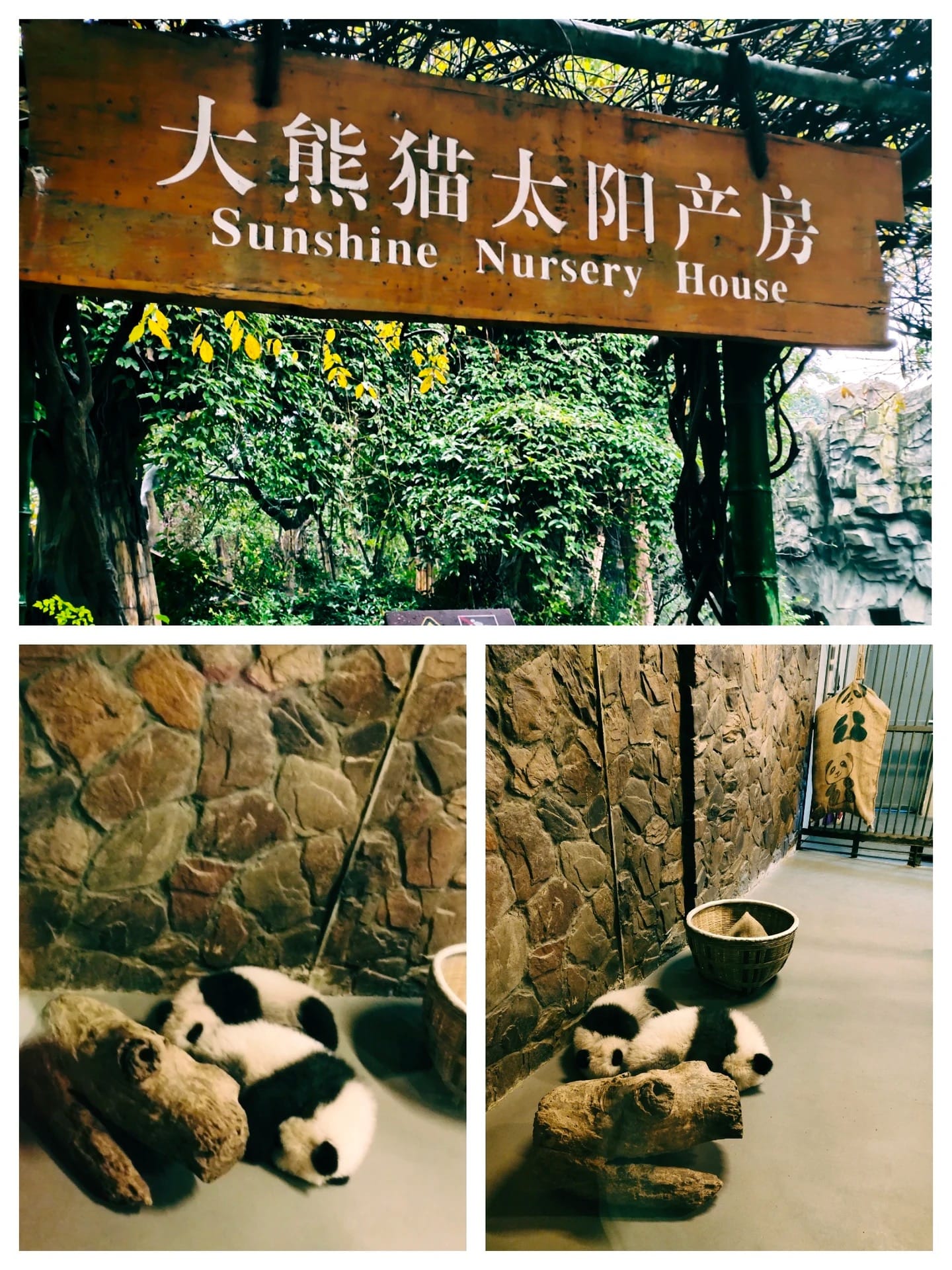 Chengdu Panda Base Guide: Tickets, Routes &Amp; What We Tell Our Clients 4 Chengdu Panda Base - Sunshine Nursery