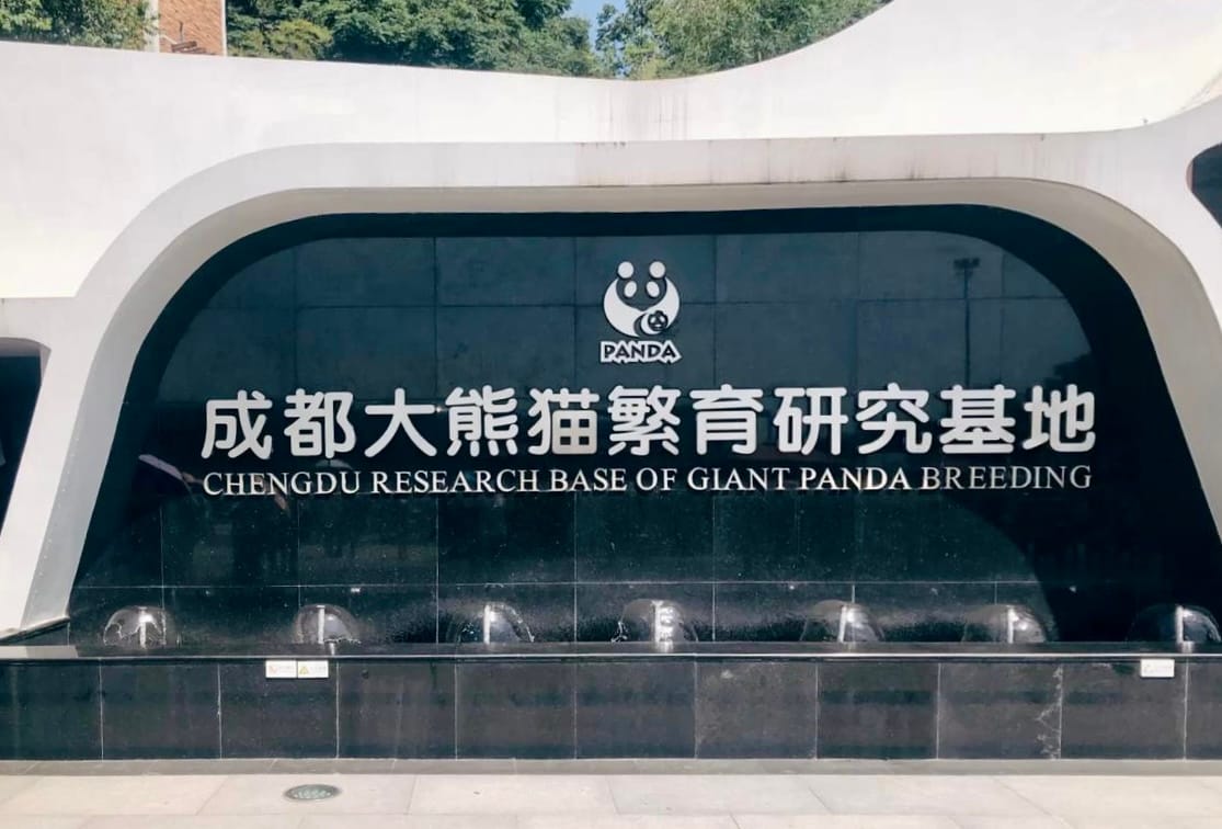 Chengdu Panda Base Guide: Tickets, Routes &Amp; What We Tell Our Clients 2 Chengdu Research Base Of Giant Panda Breeding