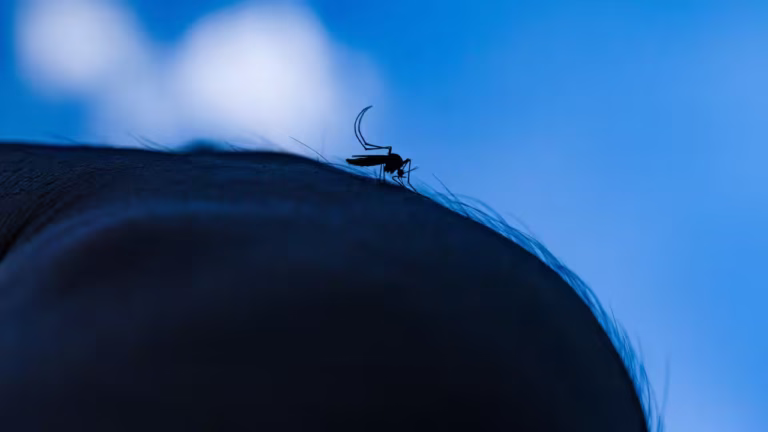 Chikungunya Virus In China: Essential Safety Guide For Travelers 4 Chikungunya Virus In China