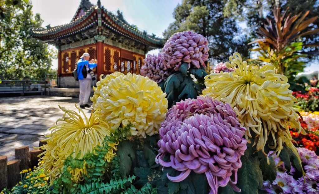 Chinese Flowers: A Complete Travel Guide To China'S Most Beautiful Blooms 10 Chinese Flowers: A Complete Travel Guide To China'S Most Beautiful Blooms