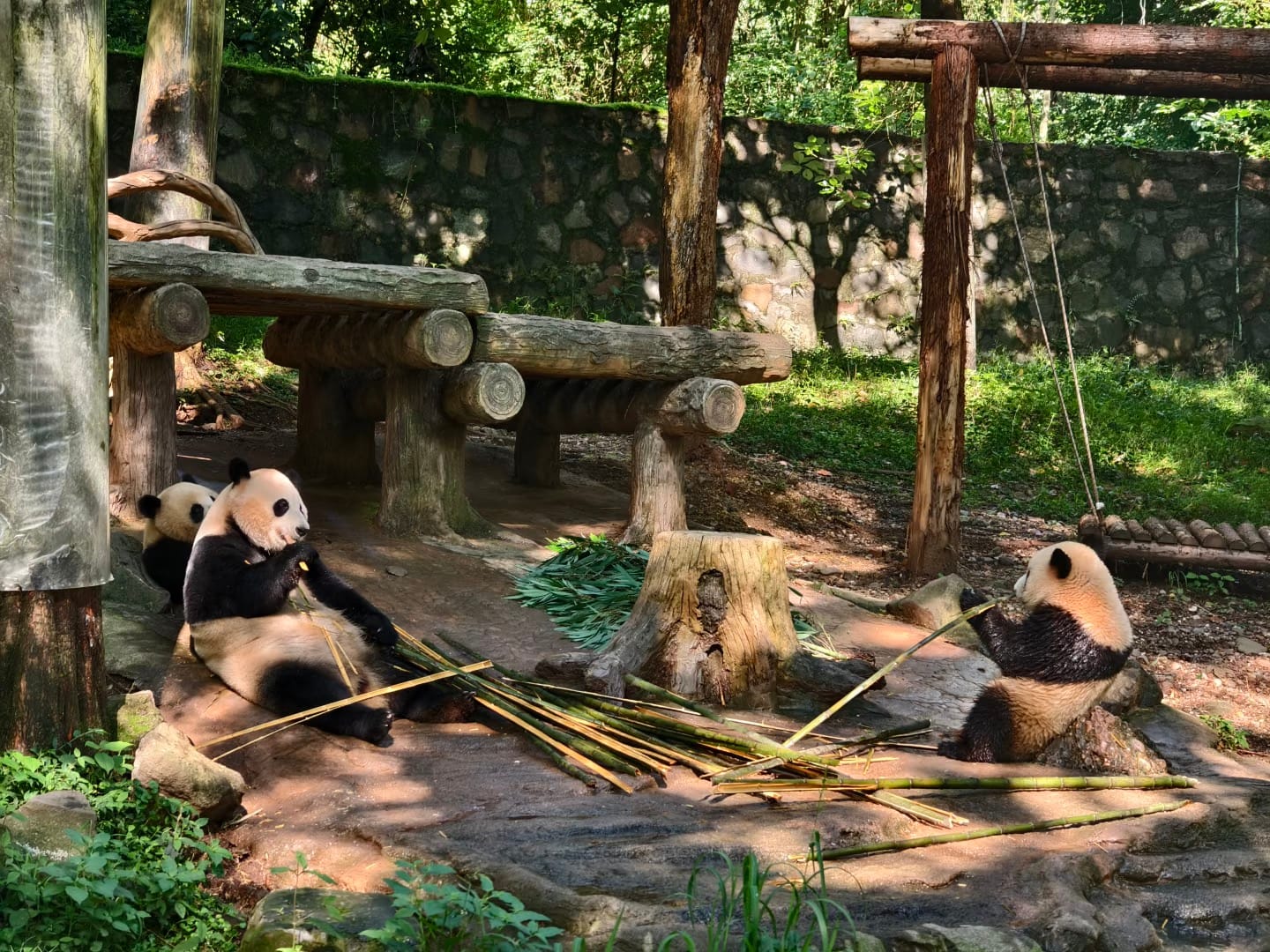Dujiangyan Panda Base (China Giant Panda Garden): Visitor Guide 7 Three Pandas Are Playing And Eating Bamboo In The Yard.