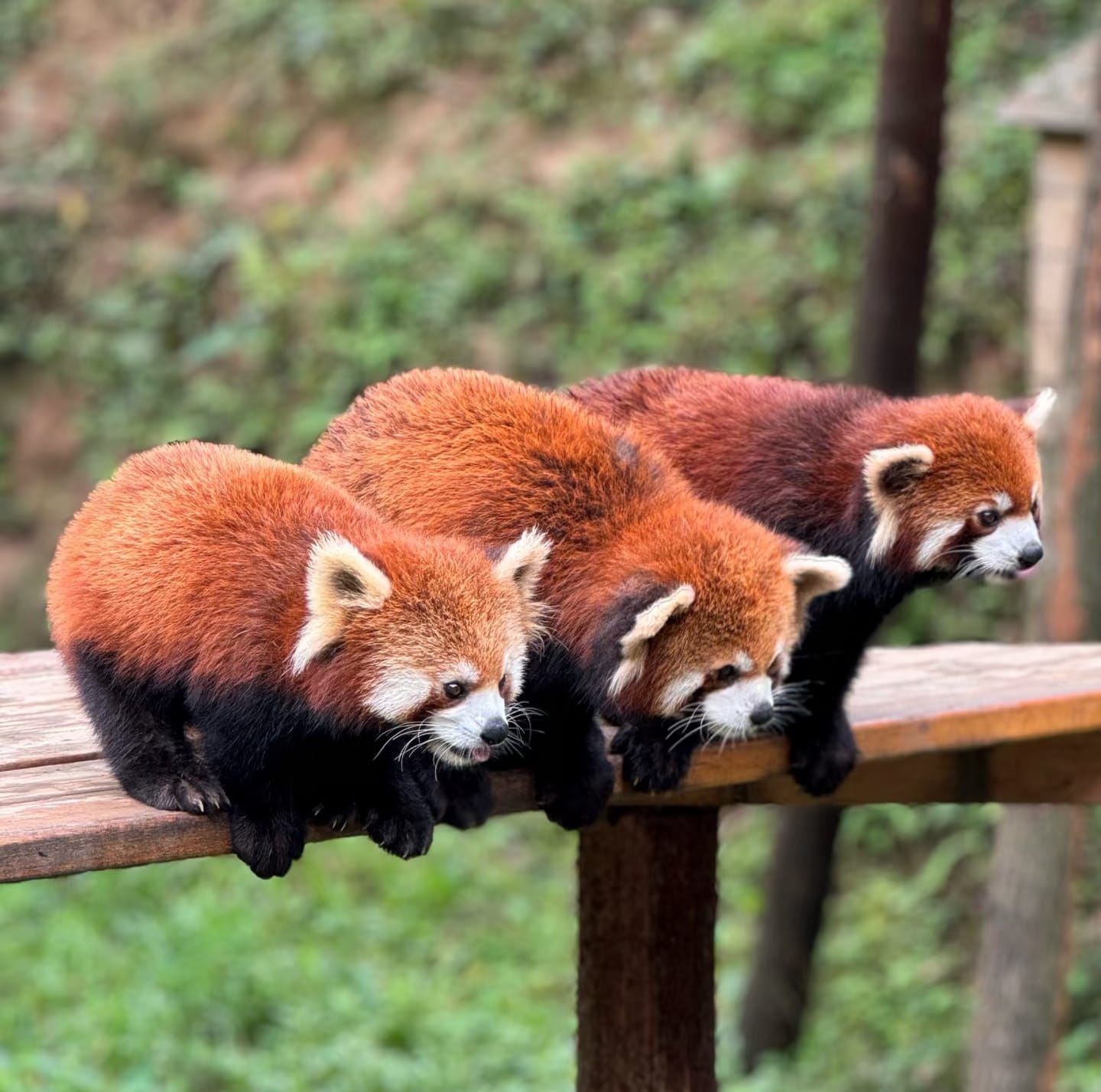 Dujiangyan Panda Base (China Giant Panda Garden): Visitor Guide 6 Three Red Pandas