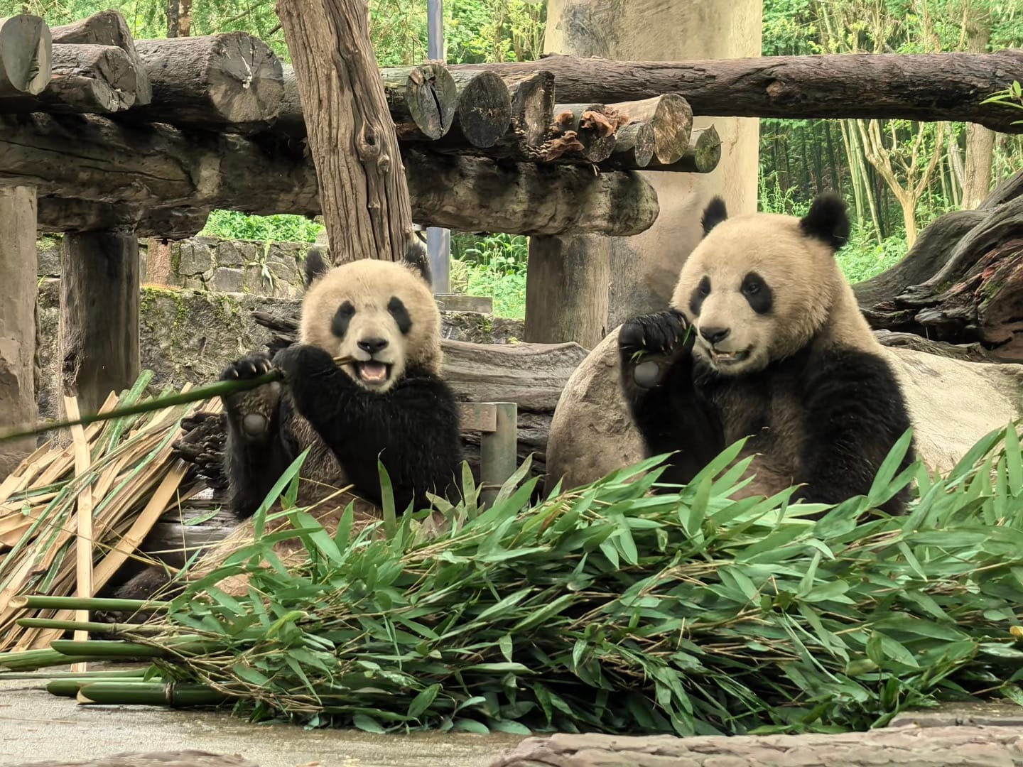 Dujiangyan Panda Base (China Giant Panda Garden): Visitor Guide 5 Two Pandas Eating Bamboo