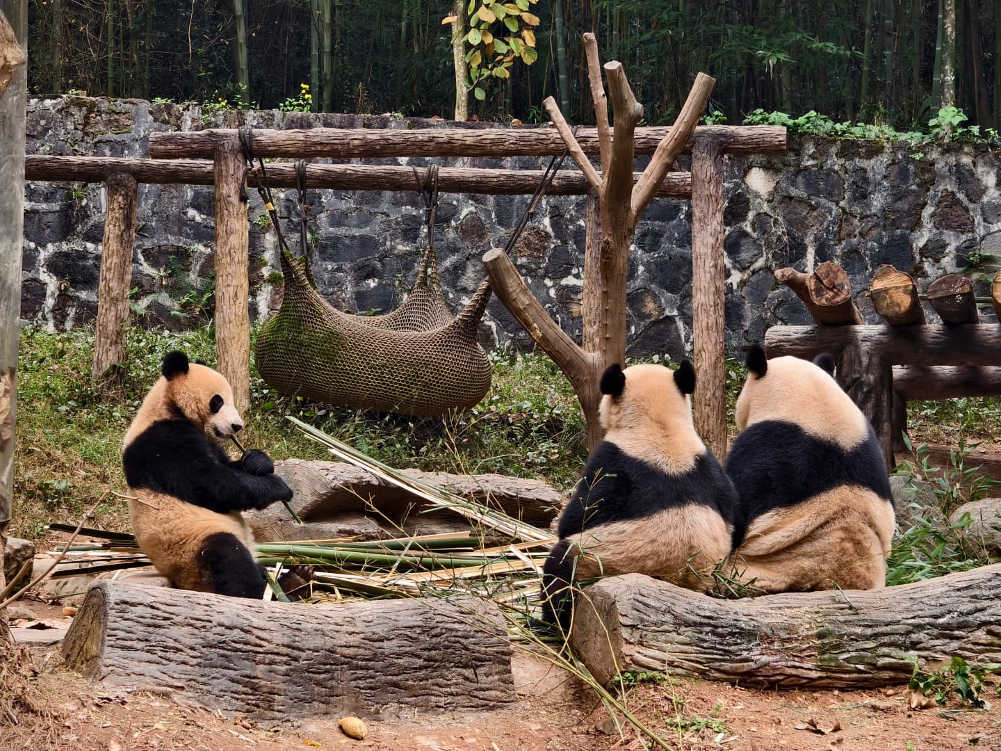 Dujiangyan Panda Base (China Giant Panda Garden): Visitor Guide 8 Three Pandas Are Playing And Eating Bamboo Inside The Park.