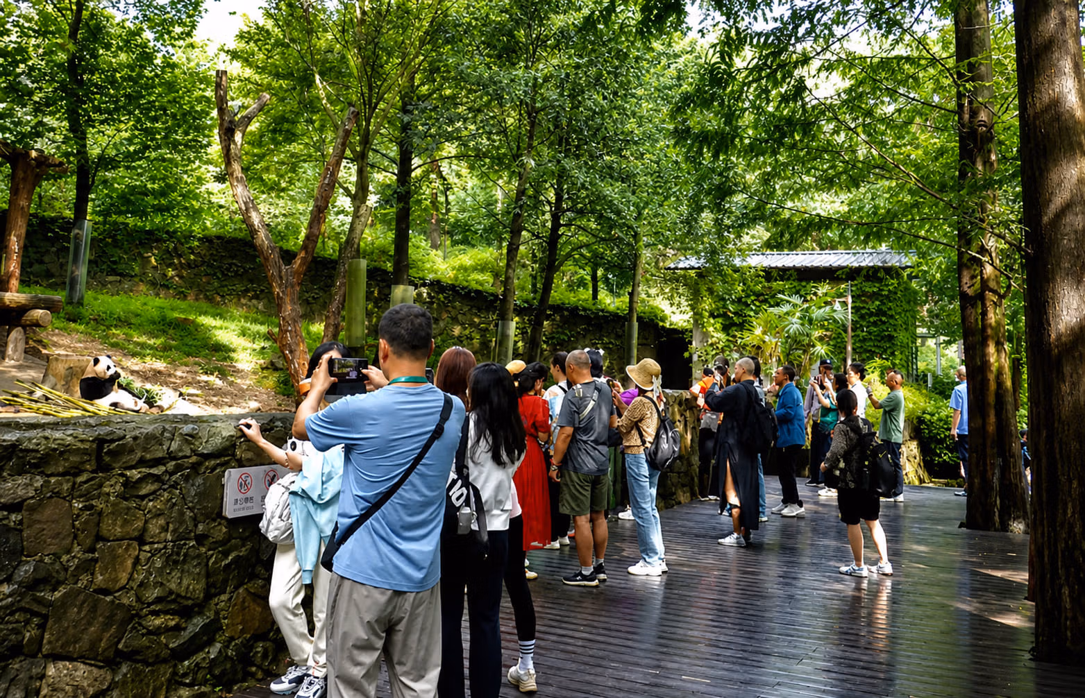 Dujiangyan Panda Base Vs Panda Valley: Complete Guide