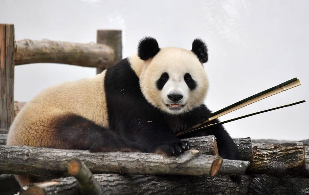 Fenghuang Giant Panda Garden: Visitor Guide 5 Panda Jingbao At Fenghuang Giant Panda Garden