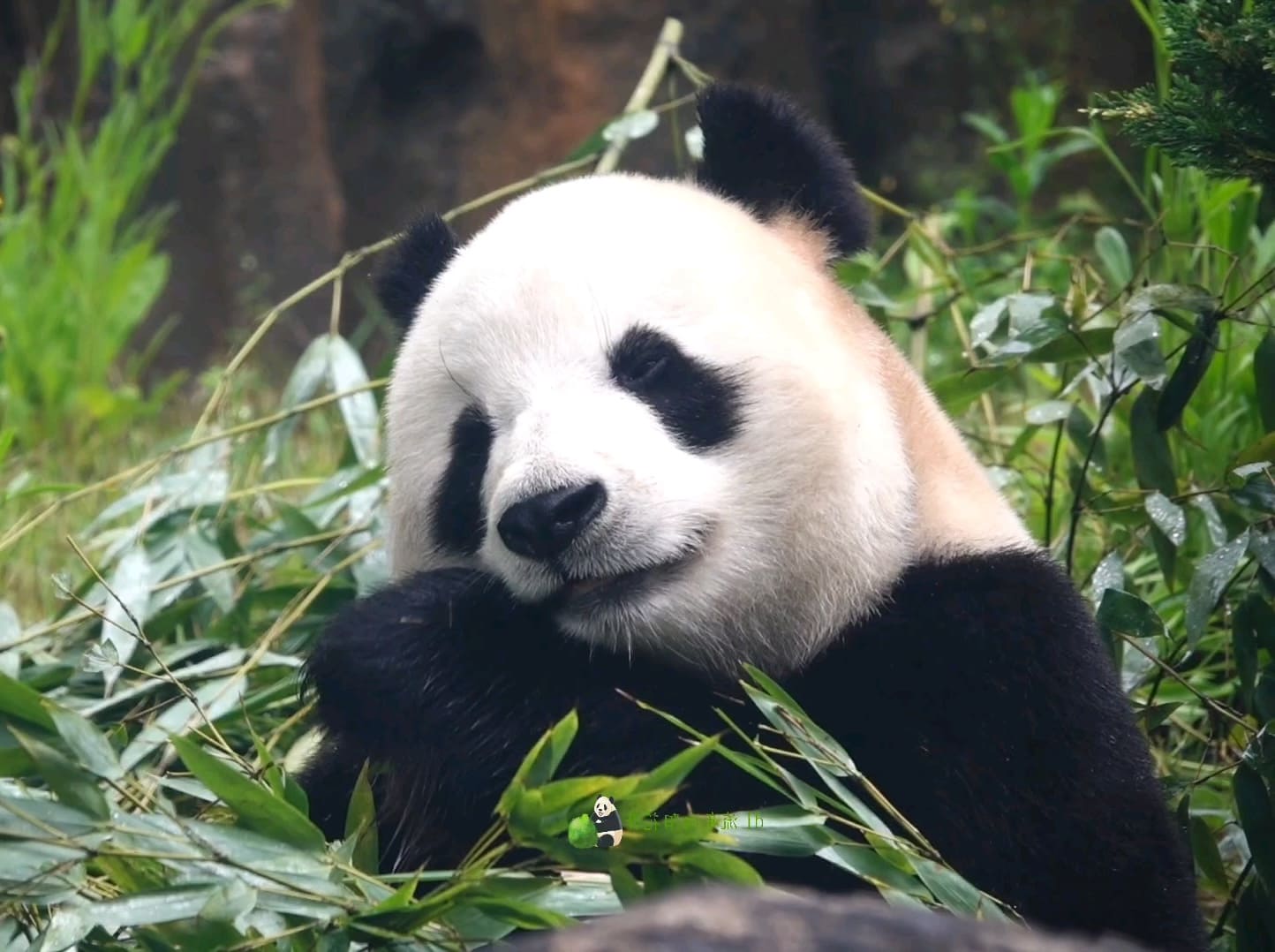 14 Famous Pandas In China: Names, Bases &Amp; Latest Status 16 Giant Panda - Fei Yun