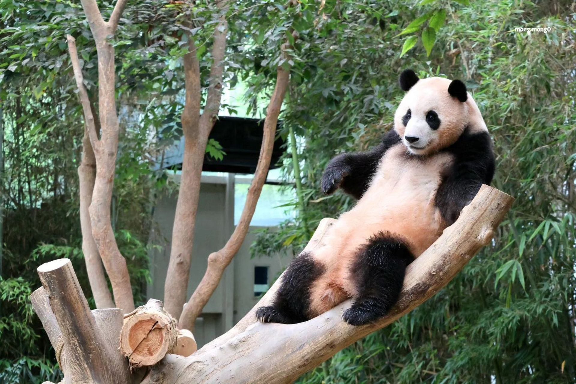 Giant Panda - Fu Bao
