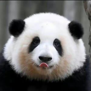 14 Famous Pandas In China: Names, Bases &Amp; Latest Status 5 Hua Hua, Panda At Chengdu Research Base