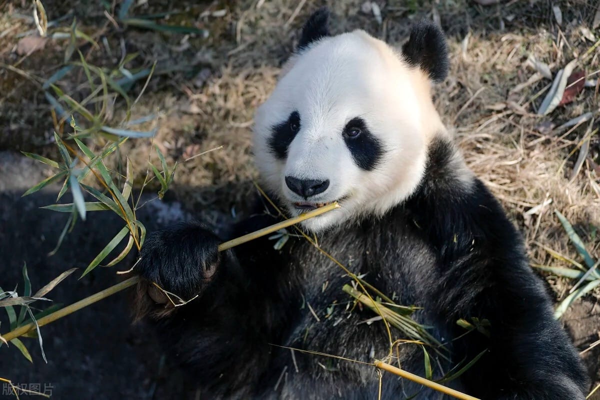 Yueyang Chinese Giant Panda Garden: Complete Visitor Guide 6 Giant Panda - Hualong