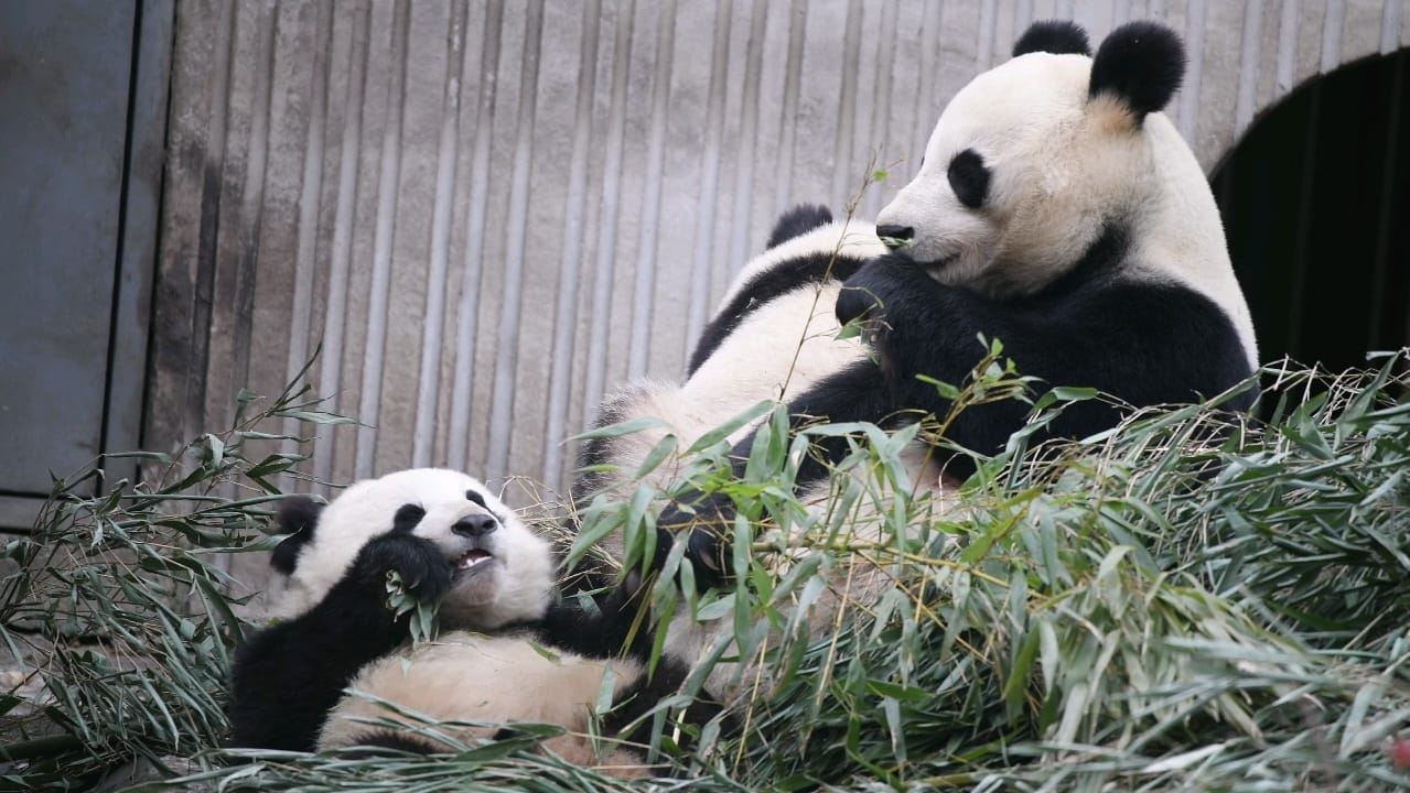 Giant Panda - Jia Mei