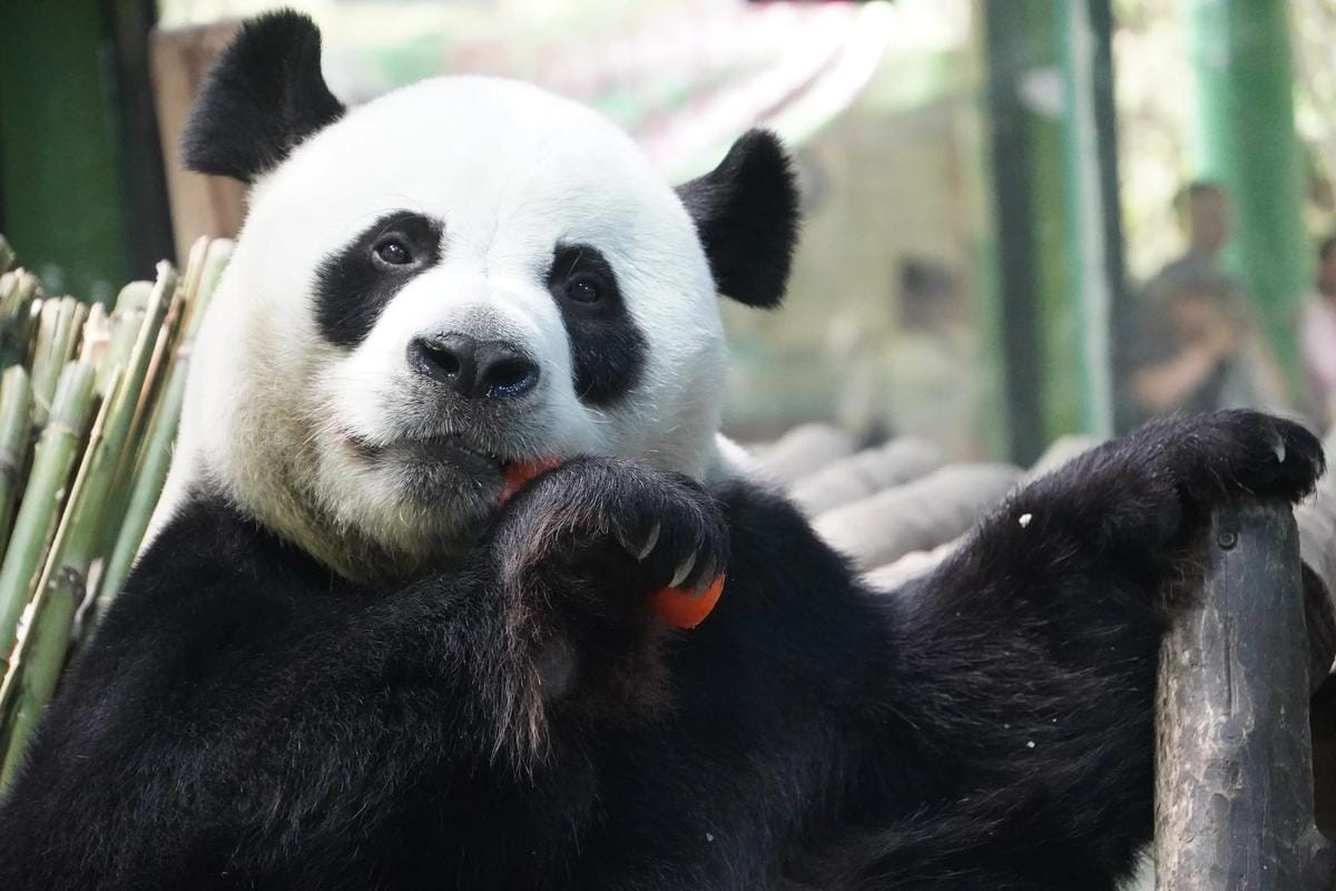 14 Famous Pandas In China: Names, Bases &Amp; Latest Status 17 Giant Panda - Ling Yan