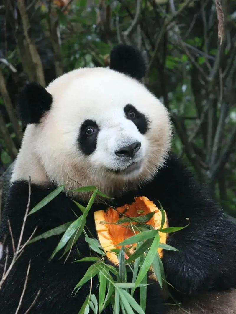 14 Famous Pandas In China: Names, Bases &Amp; Latest Status 10 Giant Panda - Méi Lan