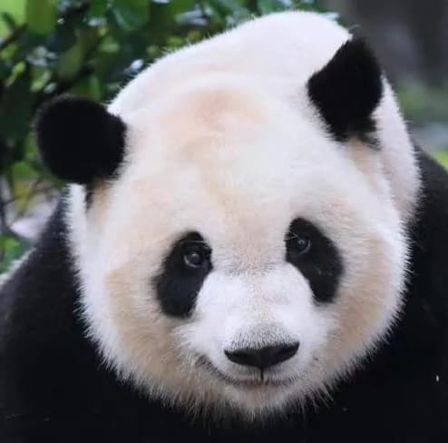 14 Famous Pandas In China: Names, Bases &Amp; Latest Status 3 Mei Lan, Atlanta-Born Panda Now At Chengdu
