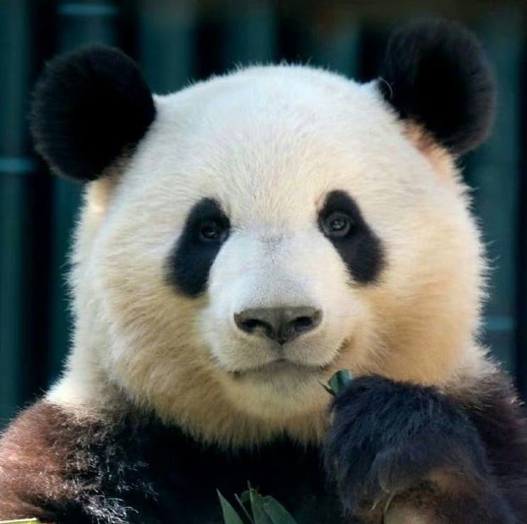 14 Famous Pandas In China: Names, Bases &Amp; Latest Status 4 Meng Lan, Panda At Beijing Zoo