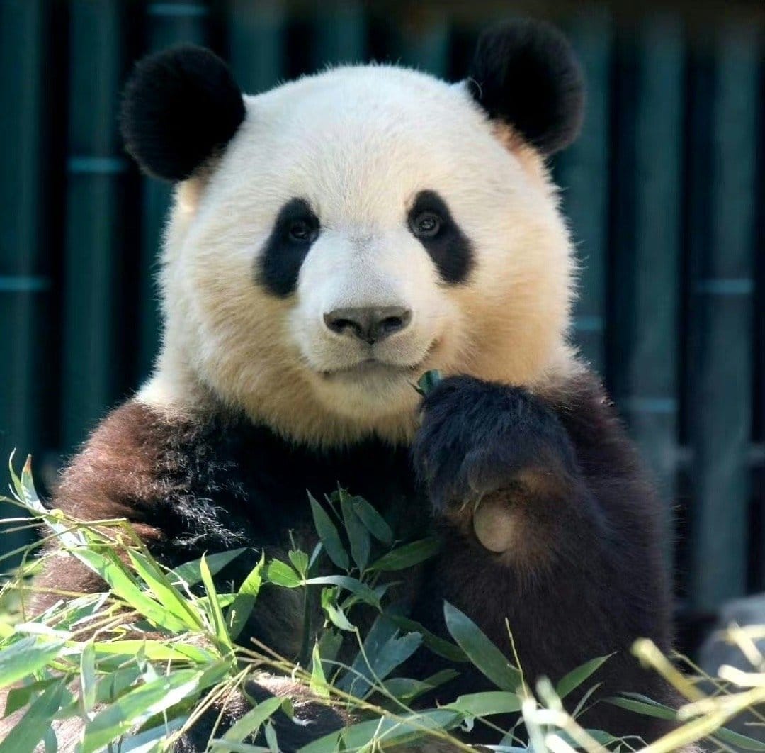 14 Famous Pandas In China: Names, Bases &Amp; Latest Status 2 Giant Panda - Meng Lan
