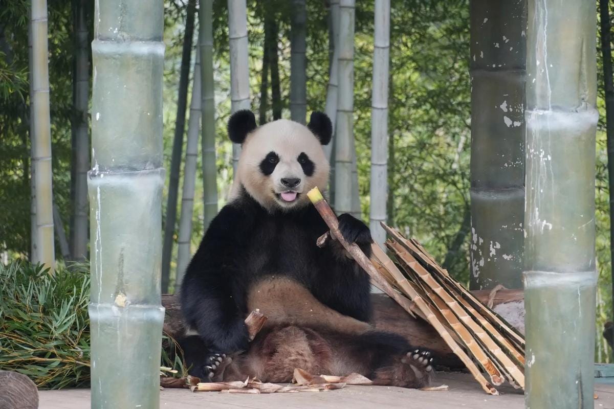 Yueyang Chinese Giant Panda Garden: Complete Visitor Guide 8 Giant Panda - Mingming