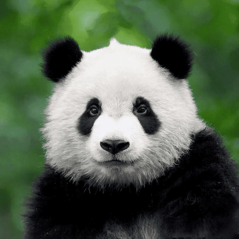 14 Famous Pandas In China: Names, Bases &Amp; Latest Status 9 Giant Panda - Qi Yi
