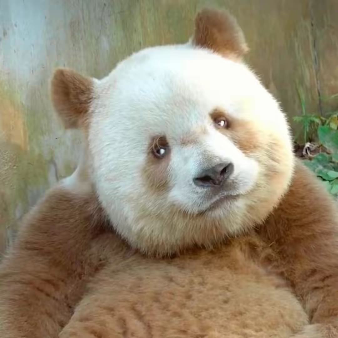 14 Famous Pandas In China: Names, Bases &Amp; Latest Status 15 Giant Panda - Qi Zai