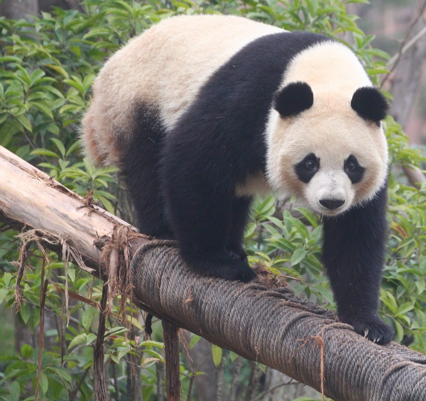 14 Famous Pandas In China: Names, Bases &Amp; Latest Status 8 Giant Panda - Run Yue
