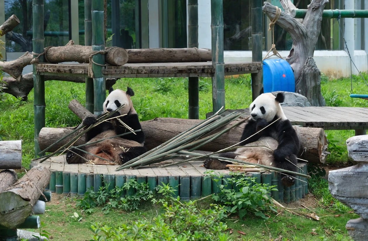 Yueyang Chinese Giant Panda Garden: Complete Visitor Guide 7 Giant Panda - Shenshen &Amp; Manman